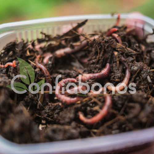 Lombriz Roja Californiana